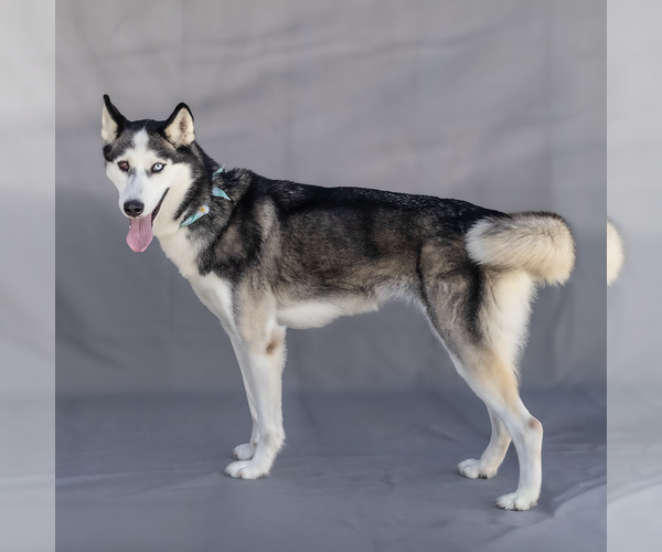 Medium Photo #2 Siberian Husky Puppy For Sale in Pasadena, CA, USA