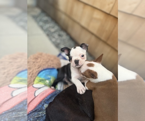 Medium Photo #3 Boston Terrier Puppy For Sale in WARWICK, RI, USA