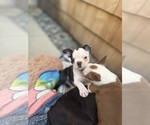 Small #2 Boston Terrier