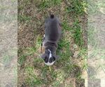 Small #7 Olde English Bulldogge