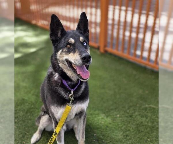 Medium Photo #2 Siberian Husky-Unknown Mix Puppy For Sale in Las Vegas, NV, USA