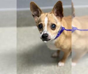 Chihuahua-Unknown Mix Dogs for adoption in Las Vegas, NV, USA