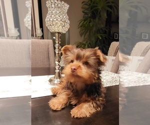 Yorkshire Terrier Puppy for Sale in WAYNE, New Jersey USA