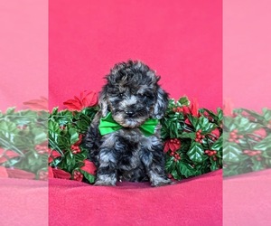 Cock-A-Poo Puppy for sale in NOTTINGHAM, PA, USA