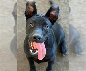 American Pit Bull Terrier-Unknown Mix Dogs for adoption in Riverside, CA, USA