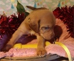 Puppy 7 Australian Shepherd-Vizsla Mix