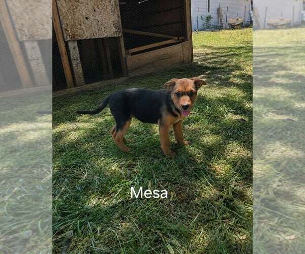 Medium Photo #1 German Shepherd Dog Puppy For Sale in MIDWAY, UT, USA