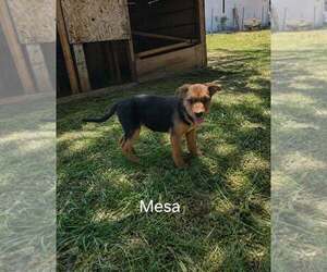 German Shepherd Dog Dogs for adoption in MIDWAY, UT, USA