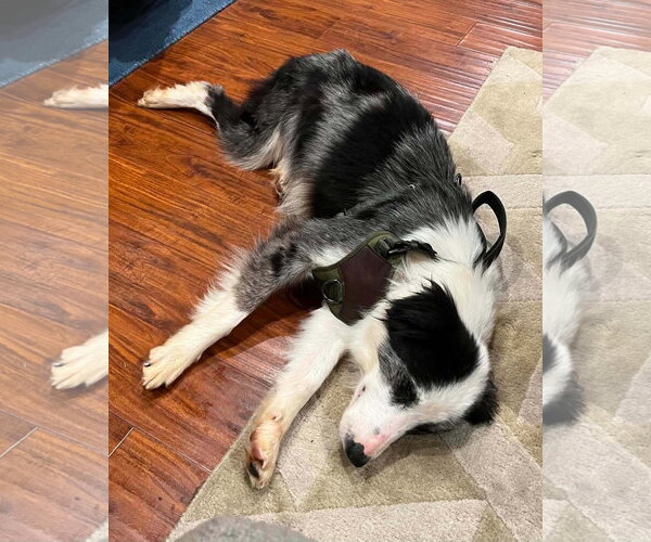 Medium Photo #4 Border Collie-Unknown Mix Puppy For Sale in Corona, CA, USA