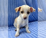 Small #3 Chihuahua