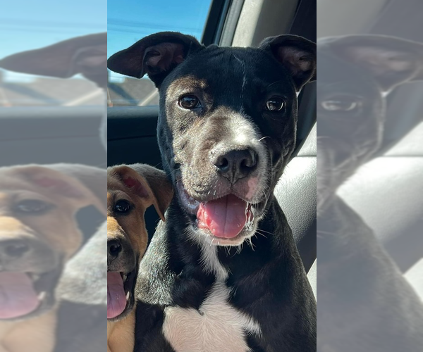 Medium Photo #36 American Pit Bull Terrier-Labrador Retriever Mix Puppy For Sale in OKLAHOMA CITY, OK, USA