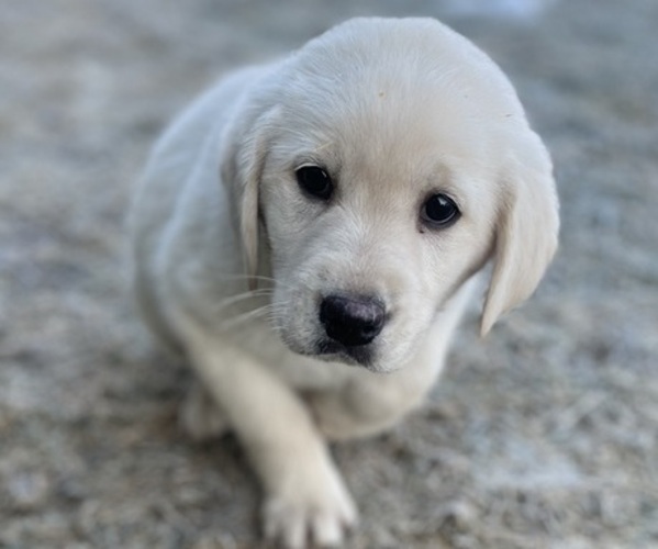 Medium Photo #1 Labrador Retriever Puppy For Sale in CLINTONVILLE, WI, USA