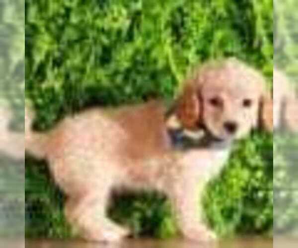 Medium Photo #2 Bichon Frise-Cavapoo Mix Puppy For Sale in MOUNT VERNON, OH, USA