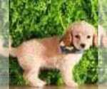 Small Photo #2 Bichon Frise-Cavapoo Mix Puppy For Sale in MOUNT VERNON, OH, USA