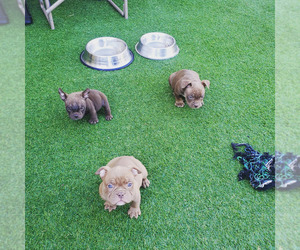American Bully Puppy for Sale in SPRING VALLEY, California USA