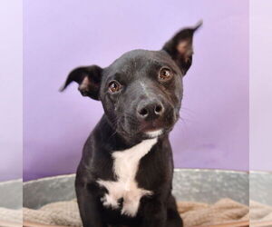 American Staffordshire Terrier-Labrador Retriever Mix Dogs for adoption in Sheridan, CO, USA