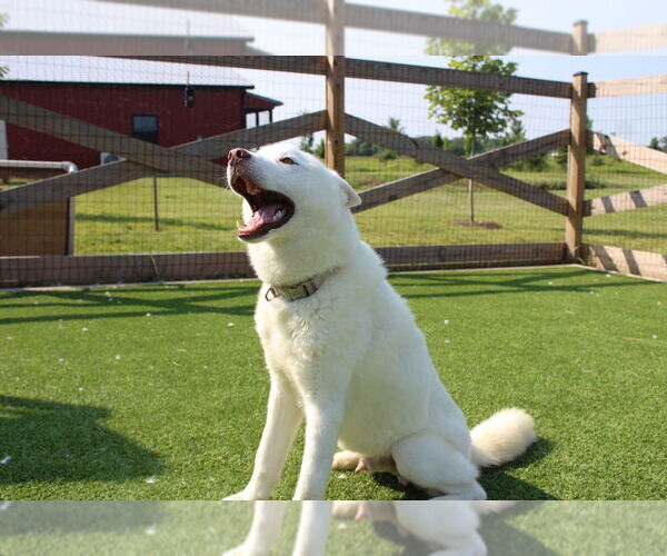 Medium Photo #4 - Mix Puppy For Sale in Chestertown, MD, USA