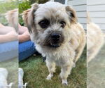 Small #1 Mutt