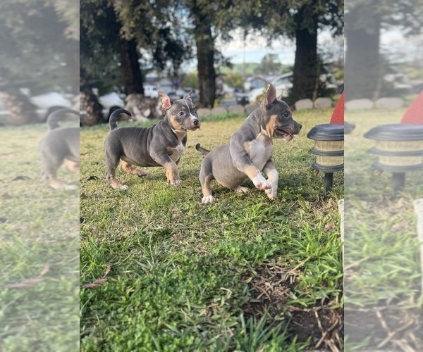 Medium Photo #14 American Bully Puppy For Sale in BAKERSFIELD, CA, USA