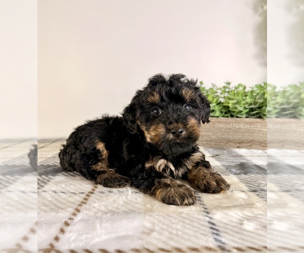 Medium Photo #2 Yorkipoo Puppy For Sale in GREENFIELD, IN, USA