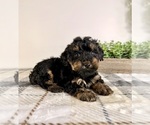 Small #1 Yorkipoo
