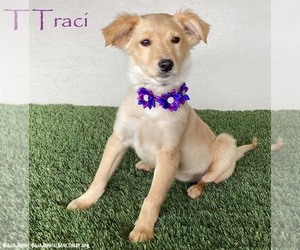 Borador Dogs for adoption in San Diego, CA, USA