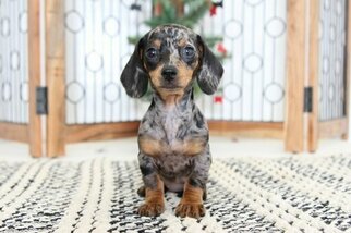 Dachshund Puppy for sale in NAPLES, FL, USA