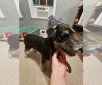 Small #8 Tibetan Terrier Mix