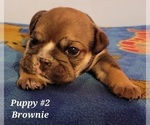 Small Photo #13 English Bulldog Puppy For Sale in COLUMBUS, OH, USA