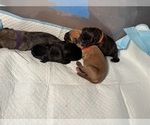 Litter of 10 - Male(s) and Female(s) Cane CorsoLitter of Puppies for Sale - Photo #25