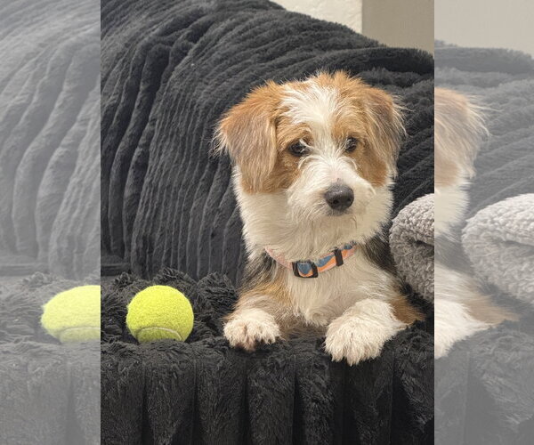 Medium Photo #2 Mutt Puppy For Sale in Valrico, FL, USA