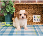 Small Photo #2 Cavalier King Charles Spaniel Puppy For Sale in SYRACUSE, IN, USA