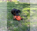 Small #7 Doberman Pinscher