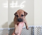 Small Photo #17 Phu Quoc (Vietnam Island) Ridgeback Puppy For Sale in HELOTES, TX, USA