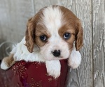 Puppy Cinnamon Cavalier King Charles Spaniel