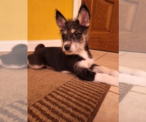 Siberian Husky-Unknown Mix Puppy for sale in INDIANAPOLIS, IN, USA