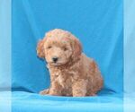 Image preview for Ad Listing. Nickname: Baxter