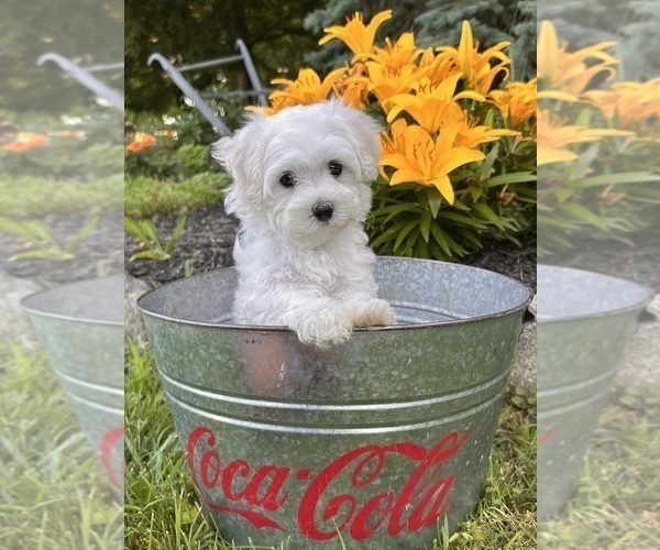 Medium Photo #2 Maltese Puppy For Sale in MIDDLEBURY, IN, USA
