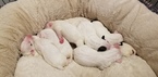 Small Photo #8 Bull Terrier Puppy For Sale in JACKSON, MI, USA