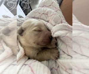 English Cream Golden Retriever-Golden Retriever Mix Puppy for sale in LITITZ, PA, USA