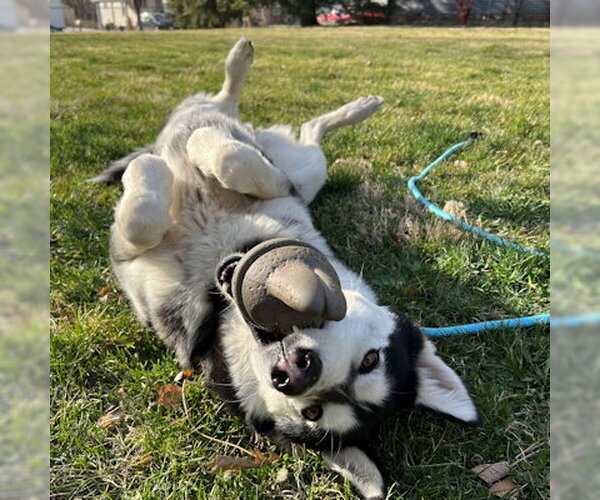 Medium Photo #3 Siberian Husky Puppy For Sale in Omaha, NE, USA