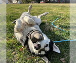 Small #2 Siberian Husky