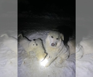 Great Pyrenees-Maremma Sheepdog Mix Puppy for sale in EAST DOVER, VT, USA