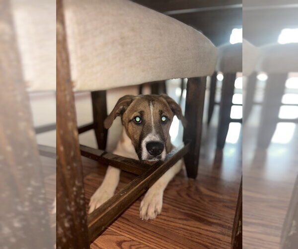 Medium Photo #4 Mutt Puppy For Sale in Aurora, IN, USA