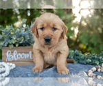 Small Photo #25 Golden Retriever Puppy For Sale in NAPPANEE, IN, USA