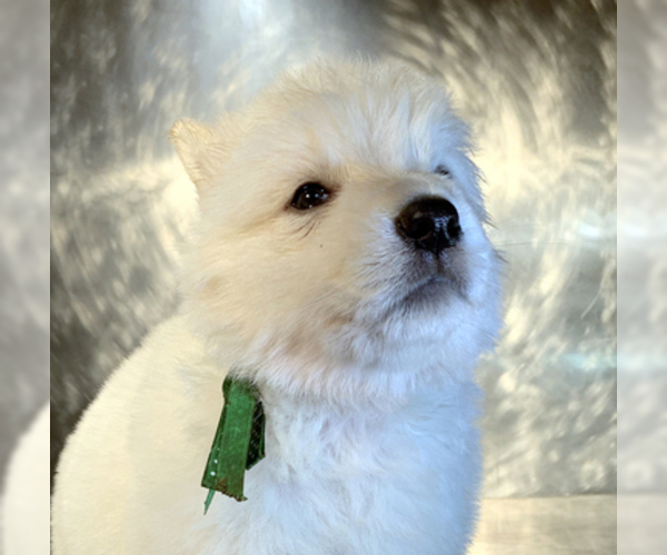 Medium Photo #55 German Shepherd Dog Puppy For Sale in WASHINGTON, NJ, USA