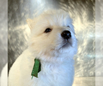 Small Photo #55 German Shepherd Dog Puppy For Sale in WASHINGTON, NJ, USA