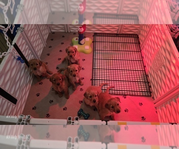 Medium Photo #12 Golden Retriever Puppy For Sale in FORT COLLINS, CO, USA