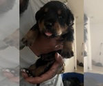 Small #2 Bernese Mountain Dog