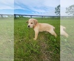 Puppy Gilbert Labrador Retriever